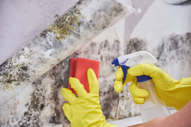 Best Mold Odor Removal Services in Curtice, OH